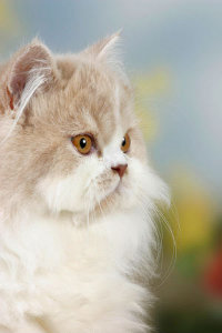 Персидская кошка